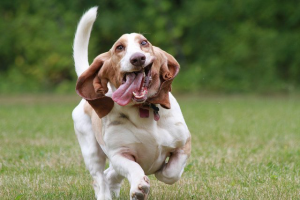 smiling puppy